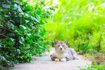 のらねこのいる風景