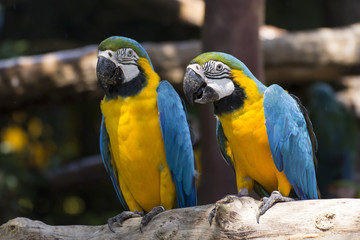 Yellow and blue macaw, colorful bird
