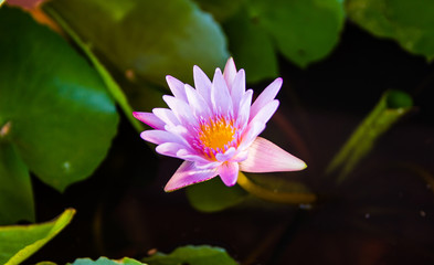 Pink lotus flower