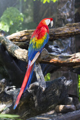 Red and blue macaw, colorful bird