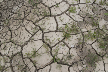 Dry ground with plants.