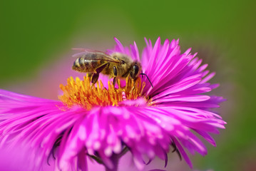 Bee on flower
