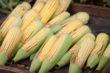 Ears of Corn for Sale in the Market