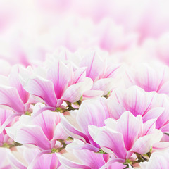 Fototapeta na wymiar Blossoming pink magnolia Flowers