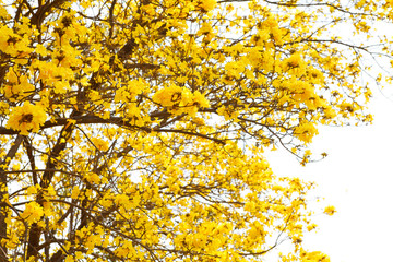 Tabebuia chrysotricha yellow flowers
