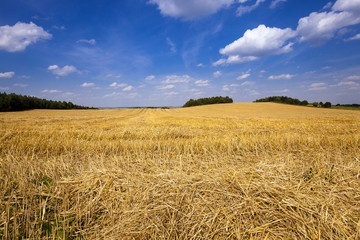 slanted wheat  