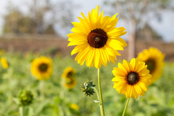Obraz premium sunflower with bokeh background