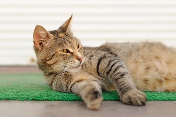 Stray sleeping tabby cat lying on green mat copyspace