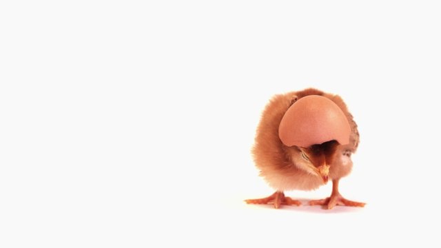 Baby chicken standing with an egg shell on its head