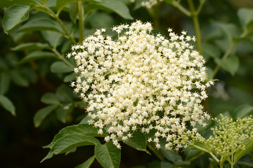Holunderblüte