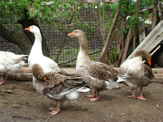 geese
