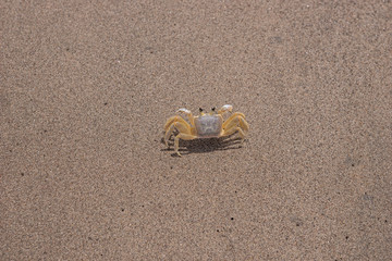 Krabbe im dunklen Sand