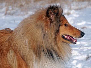 Portrait of fluffy chestnut collie 