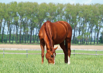 Brightly chestnut horse grazes on a  pasture in summer