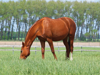 Fototapeta premium Chestnut horse grazes on the enclosed pasture in summer