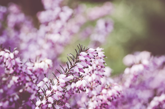pink heather shrub blossoms on a blurry background