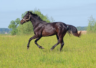 Fototapeta premium Dark-bay young stallion galloping on pasture in summer 