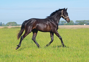 Bay young stallion trotting on a meadow in summer