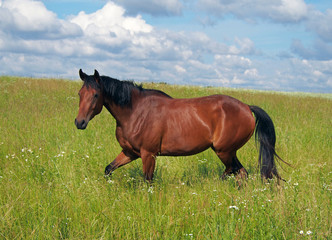 Fototapeta premium Beautiful bay young horse trotting at the green meadow