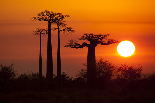 baobabs with sunset