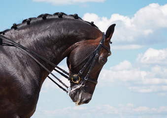 Fototapeta premium Portrait of dressage bay horse on nature background 