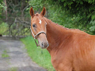 Portrait of  chestnut horse on a natural green background