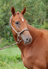 Fototapeta premium Portrait of chestnut horse on a natural green background