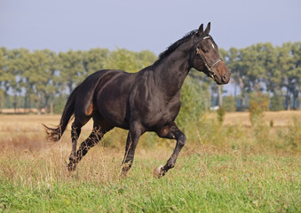 Obraz na płótnie Canvas A young bay stallion trotting