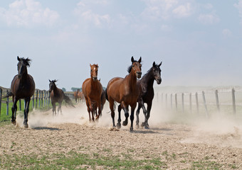 The herd of horse returns from a pasture