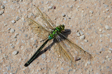 Anax imperator