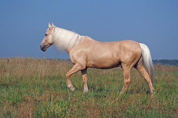 Beautiful palomino horse on a pasture - obrazy, fototapety, plakaty