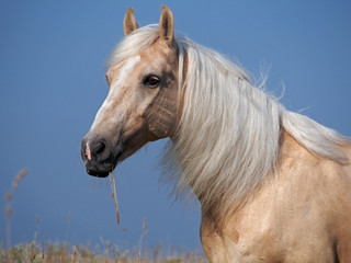 Portrait of beautiful palomino horse on a sky background