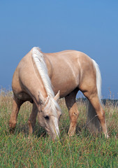 Beautiful palomino horse on a pasture