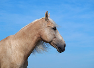 Portrait of beautiful palomino horse on a sky background