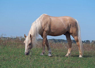 Palomino guzul horse on a pasture