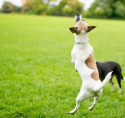 Dog in a park