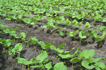 fresh green cultivated kidney bean sprouts on seedbeds