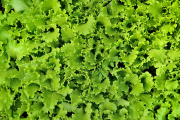 lettuce salad - obrazy, fototapety, plakaty