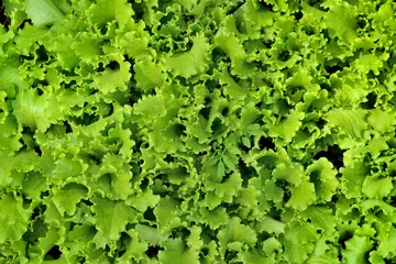 Foto auf Acrylglas lettuce salad © victorua