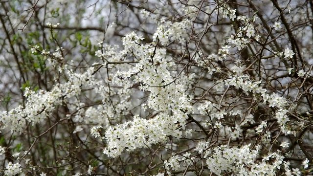 White flowers blooming shrubs in spring

