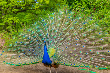 Pfau
