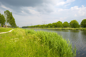 Obraz premium Wild flowers along the shore of a canal in spring
