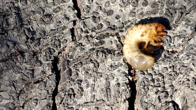 Larva of cockchafer on a wooden bark

