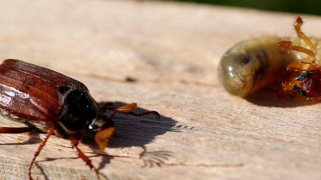 Cockchafer and Larva of cockchafer on a wooden bark
