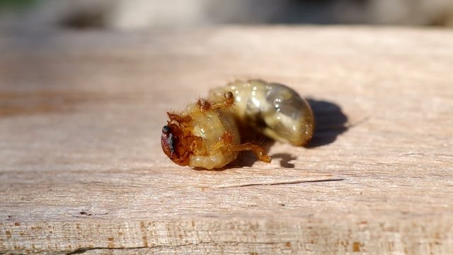 Larva of cockchafer on a wooden bark
