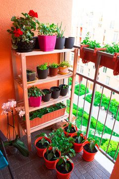 Small Herb And Flower Garden Built On Small Balcony Garden