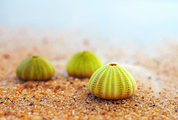 group of green sea urchin shells on sandy beach