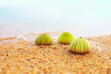 group of green sea urchin shells on sandy beach