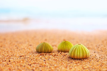 Fototapeta na wymiar group of green sea urchin shells on sandy beach