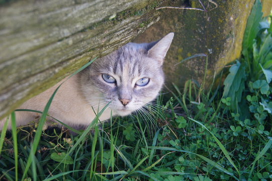 chat blanc